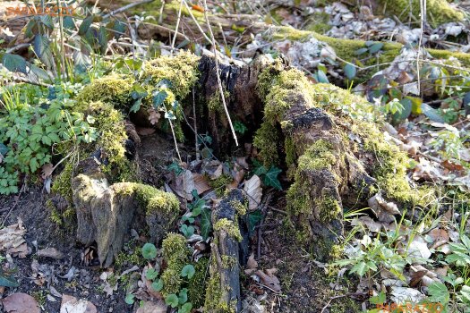 ImWald-034.jpg ImWald-034.jpg