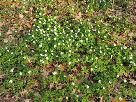 ImWald-054.jpg ImWald-054.jpg