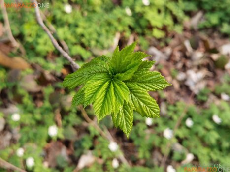 ImWald-058.jpg ImWald-058.jpg